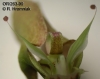 Bulbophyllum ornithorhynchum  (03)